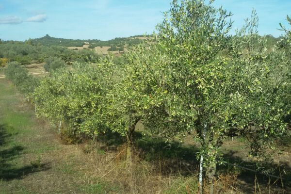 Olio San Tomas - Castiadas - Villasimius - Muravera